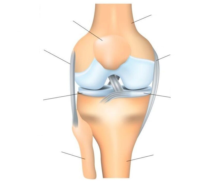 knee joint structure